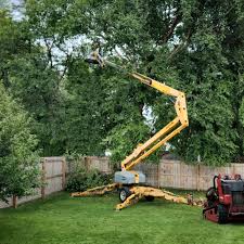 How Our Tree Care Process Works  in  Greenwood Lake, NY