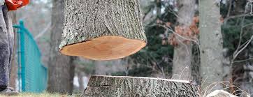 Best Storm Damage Tree Cleanup  in Greenwood Lake, NY