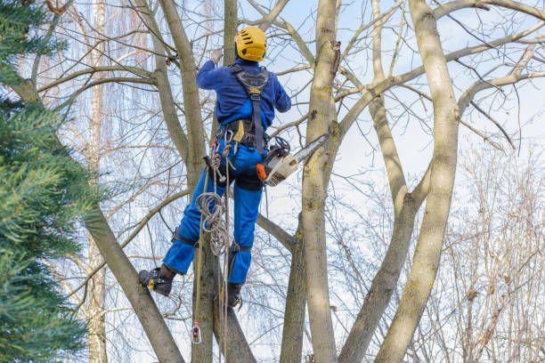 Greenwood Lake, NY Tree Services Pros