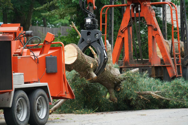 Best Sod Installation  in Greenwood Lake, NY