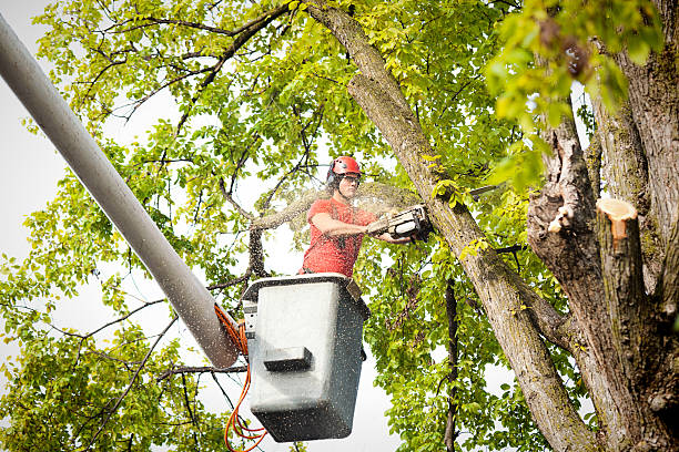 Best Palm Tree Trimming  in Greenwood Lake, NY