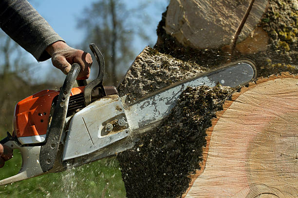 Best Firewood Processing and Delivery  in Greenwood Lake, NY